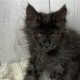 Maine Coon Kittens For Sale Portland Oregon | Living in Oregon: Moving Tips, Cost of Living & Best Cities