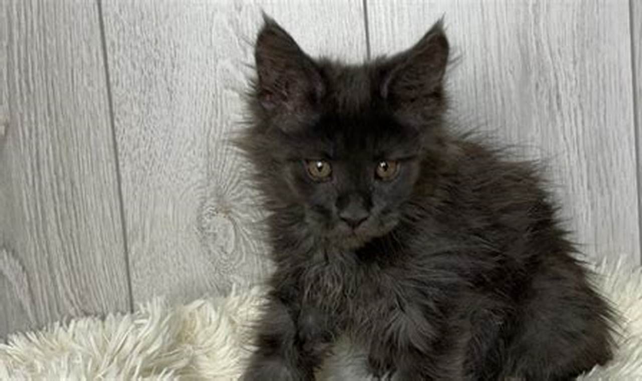 Maine Coon Kittens For Sale Portland Oregon Living in Oregon: Moving Tips, Cost of Living & Best Cities Maine Coon Kittens For Sale Portland Oregon | Living in Oregon: Moving Tips, Cost of Living & Best Cities
