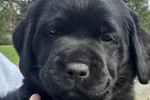 Find Your Dream Labrador Puppies for Sale in Portland, OR Today! | Living in Oregon: Moving Tips, Cost of Living & Best Cities