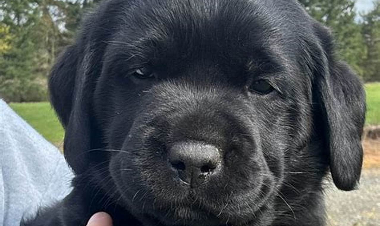 Find Your Dream Labrador Puppies for Sale in Portland, OR Today! Living in Oregon: Moving Tips, Cost of Living & Best Cities Find Your Dream Labrador Puppies for Sale in Portland, OR Today! | Living in Oregon: Moving Tips, Cost of Living & Best Cities