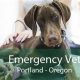 Portland Oregon Emergency Vet | Living in Oregon: Moving Tips, Cost of Living & Best Cities
