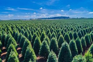 Find Your Perfect Tree: Christmas Tree Farms Near Oregon City, OR | Living in Oregon: Moving Tips, Cost of Living & Best Cities