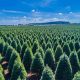 Find Your Perfect Tree: Christmas Tree Farms Near Oregon City, OR | Living in Oregon: Moving Tips, Cost of Living & Best Cities