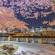 Portland Cherry Blossoms: A Blooming Oregon Guide | Living in Oregon: Moving Tips, Cost of Living & Best Cities