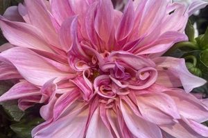 Portland's Best: Wholesale Flowers Oregon Deals | Living in Oregon: Moving Tips, Cost of Living & Best Cities