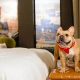 Find: Pet-Friendly Hotels in Brookings, OR [Guide] | Living in Oregon: Moving Tips, Cost of Living & Best Cities