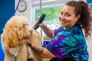 Top Dog Grooming in Portland, OR: Pamper Your Pup | Living in Oregon: Moving Tips, Cost of Living & Best Cities
