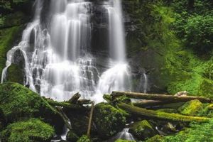 Eugene Oregon Waterfalls: Your Guide to Cascades! | Living in Oregon: Moving Tips, Cost of Living & Best Cities