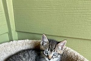 Kittens For Sale Salem Oregon Living in Oregon: Moving Tips, Cost of Living & Best Cities Kittens For Sale Salem Oregon | Living in Oregon: Moving Tips, Cost of Living & Best Cities