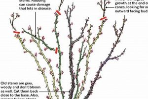 When To Prune Roses In Portland Oregon Living in Oregon: Moving Tips, Cost of Living & Best Cities When To Prune Roses In Portland Oregon | Living in Oregon: Moving Tips, Cost of Living & Best Cities