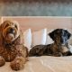 Your Guide: Pet Friendly Hotels in Ontario, OR + More | Living in Oregon: Moving Tips, Cost of Living & Best Cities