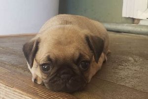 Pugs For Sale Portland Oregon | Living in Oregon: Moving Tips, Cost of Living & Best Cities