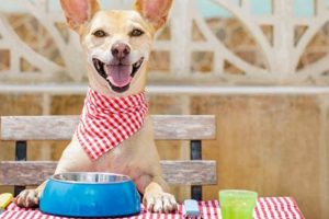 Best Dog Friendly Restaurants in Bend, OR: Guide | Living in Oregon: Moving Tips, Cost of Living & Best Cities
