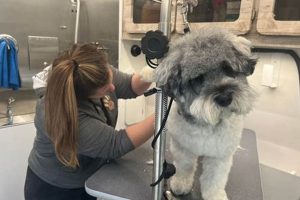 Dog Groomers Salem Oregon | Living in Oregon: Moving Tips, Cost of Living & Best Cities