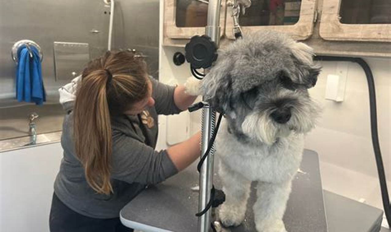 Dog Groomers Salem Oregon | Living in Oregon: Moving Tips, Cost of Living & Best Cities