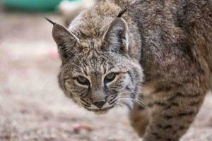 Visit Great Cats Park Oregon: Sanctuary & Big Cats | Living in Oregon: Moving Tips, Cost of Living & Best Cities