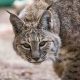 Visit Great Cats Park Oregon: Sanctuary & Big Cats | Living in Oregon: Moving Tips, Cost of Living & Best Cities