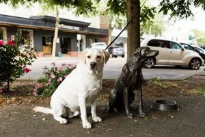 Best Pet Friendly Hotels Corvallis Oregon: Your Guide! Living in Oregon: Moving Tips, Cost of Living & Best Cities Best Pet Friendly Hotels Corvallis Oregon: Your Guide! | Living in Oregon: Moving Tips, Cost of Living & Best Cities
