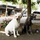 Your Guide to Pet Friendly Hotels in Corvallis, Oregon | Living in Oregon: Moving Tips, Cost of Living & Best Cities