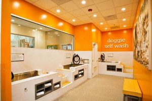 Self Dog Wash Portland Oregon | Living in Oregon: Moving Tips, Cost of Living & Best Cities