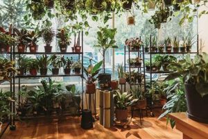 Houseplants Portland Oregon | Living in Oregon: Moving Tips, Cost of Living & Best Cities