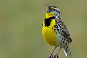 Oregon's State Bird: Facts & Info (All About Birds!) | Living in Oregon: Moving Tips, Cost of Living & Best Cities