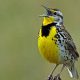 Oregon's State Bird: Facts & Info (All About Birds!) | Living in Oregon: Moving Tips, Cost of Living & Best Cities