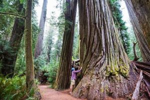 Road Trip! Portland Oregon to Redwood National Park Guide | Living in Oregon: Moving Tips, Cost of Living & Best Cities