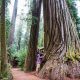Road Trip! Portland Oregon to Redwood National Park Guide | Living in Oregon: Moving Tips, Cost of Living & Best Cities