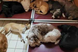 Top Dog Boarding in Portland, OR: Your Dog's Home Away! | Living in Oregon: Moving Tips, Cost of Living & Best Cities