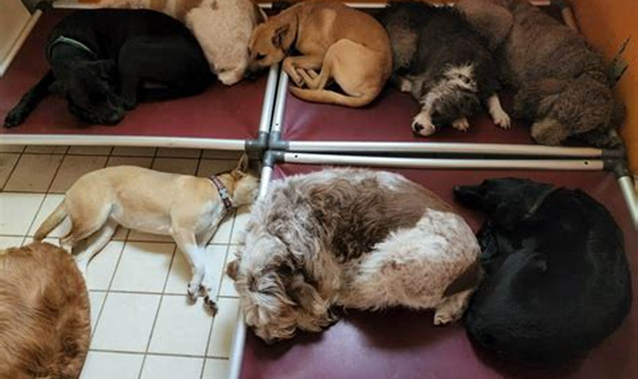 Top Dog Boarding in Portland, OR: Your Dog's Home Away! | Living in Oregon: Moving Tips, Cost of Living & Best Cities