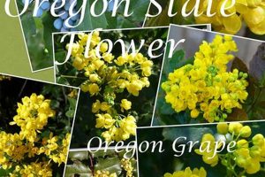 Identify the Oregon State Flower Name + Fun Facts! | Living in Oregon: Moving Tips, Cost of Living & Best Cities