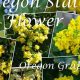 Identify the Oregon State Flower Name + Fun Facts! | Living in Oregon: Moving Tips, Cost of Living & Best Cities