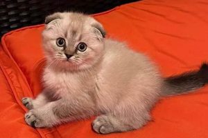 Find Adorable Kittens for Sale in Bend, OR [Guide] | Living in Oregon: Moving Tips, Cost of Living & Best Cities