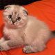 Find Adorable Kittens for Sale in Bend, OR [Guide] | Living in Oregon: Moving Tips, Cost of Living & Best Cities