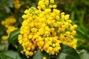 Oregon State Flowers: A Blooming Guide to Oregon's Flora | Living in Oregon: Moving Tips, Cost of Living & Best Cities