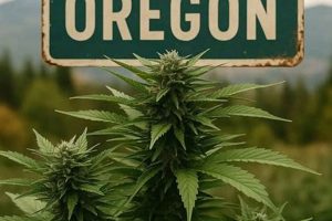 Find Local Cannabis Jobs Oregon: Hiring Now! | Living in Oregon: Moving Tips, Cost of Living & Best Cities