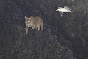 Cougar Sightings Salem Oregon | Living in Oregon: Moving Tips, Cost of Living & Best Cities