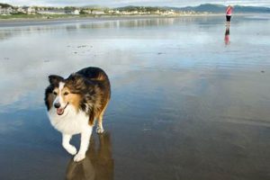 Manzanita Oregon: Top Pet Friendly Hotels 🐾 Living in Oregon: Moving Tips, Cost of Living & Best Cities Manzanita Oregon: Top Pet Friendly Hotels 🐾 | Living in Oregon: Moving Tips, Cost of Living & Best Cities