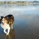 Manzanita Oregon: Top Pet Friendly Hotels 🐾 | Living in Oregon: Moving Tips, Cost of Living & Best Cities
