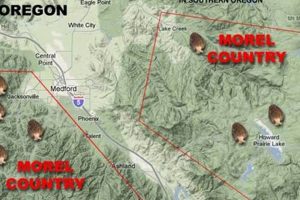 Your Guide: Oregon Mushroom Hunting Map [Locations & Tips] | Living in Oregon: Moving Tips, Cost of Living & Best Cities