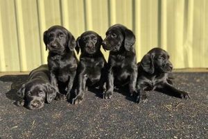 Find Your Lab! Labrador Puppies For Sale in Portland, OR Living in Oregon: Moving Tips, Cost of Living & Best Cities Find Your Lab! Labrador Puppies For Sale in Portland, OR | Living in Oregon: Moving Tips, Cost of Living & Best Cities