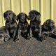 Find Your Lab! Labrador Puppies For Sale in Portland, OR | Living in Oregon: Moving Tips, Cost of Living & Best Cities