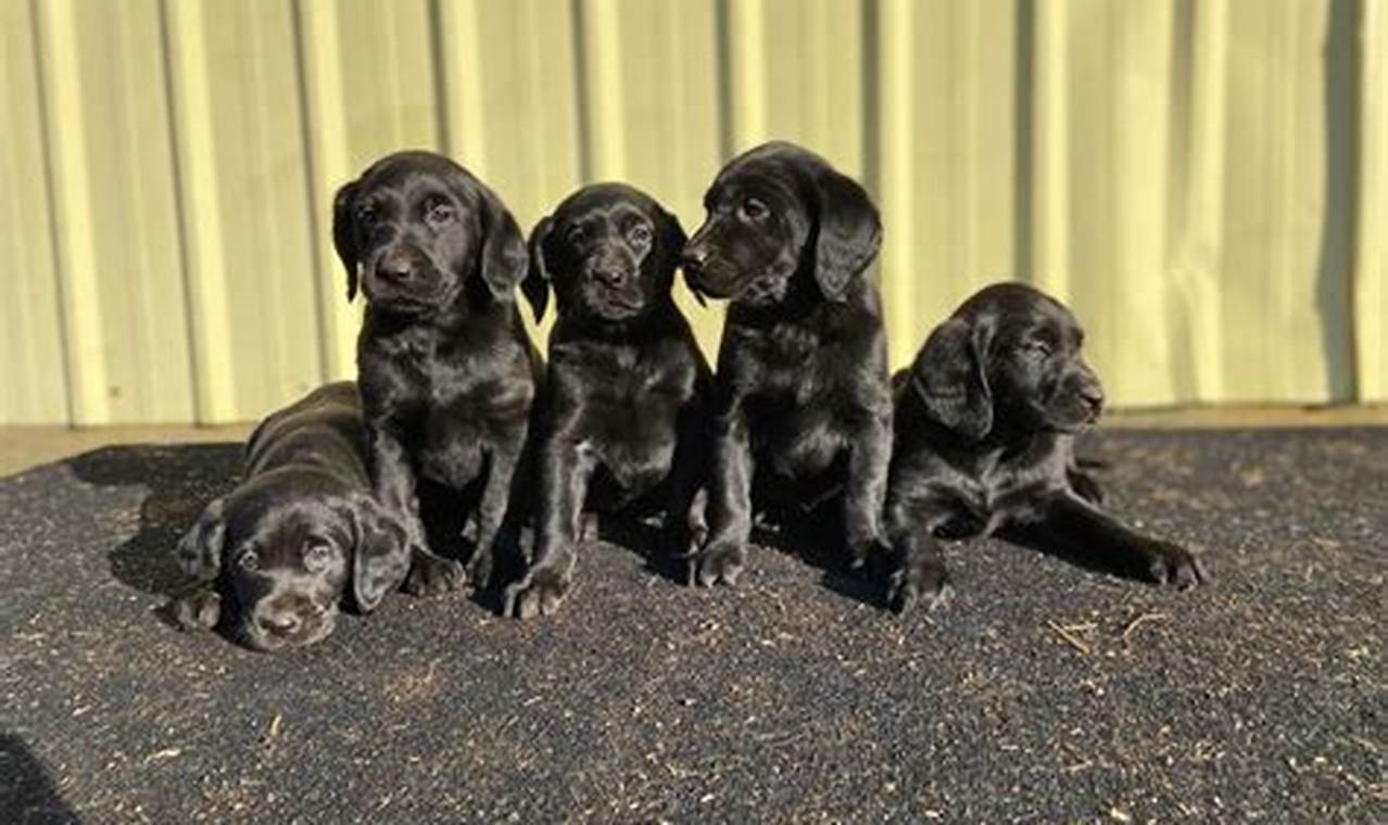 Find Your Lab! Labrador Puppies For Sale in Portland, OR Living in Oregon: Moving Tips, Cost of Living & Best Cities Find Your Lab! Labrador Puppies For Sale in Portland, OR | Living in Oregon: Moving Tips, Cost of Living & Best Cities