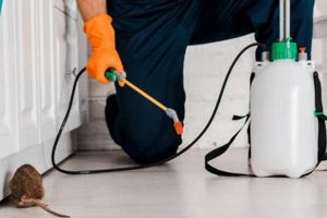 Best Rodent Control Medford Oregon: Stop Pests Now! | Living in Oregon: Moving Tips, Cost of Living & Best Cities