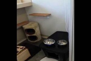 Best Cat Boarding in Eugene, OR: Safe &amp; Cozy Stays | Living in Oregon: Moving Tips, Cost of Living & Best Cities