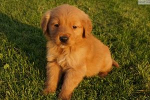 Find Your Dream Golden Retriever Puppy in Bend, Oregon | Living in Oregon: Moving Tips, Cost of Living & Best Cities