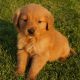 Find Your Dream Golden Retriever Puppy in Bend, Oregon | Living in Oregon: Moving Tips, Cost of Living & Best Cities