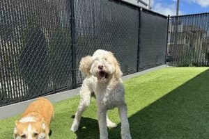 Top Dog Boarding in Medford, OR: Secure &amp; Loving Care | Living in Oregon: Moving Tips, Cost of Living & Best Cities