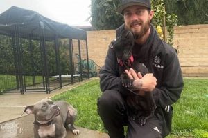 Top Dog Boarding Eugene Oregon: Safe Stays & Play! | Living in Oregon: Moving Tips, Cost of Living & Best Cities